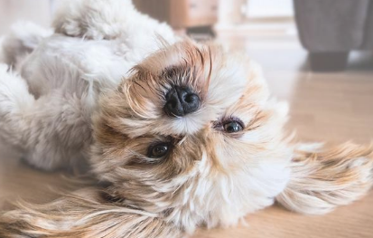 主人家须知:家犬碰伤不能用袜子捆扎!懂得恰当抢救,防止二次损害 主人家须知:家犬碰伤不能用袜子捆扎!懂得恰当抢救,防止二次损害