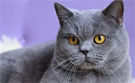 我把猫给绝育了