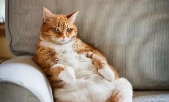 猫咪排毛球,猫咪做b超能看到肚子里的毛球吗?