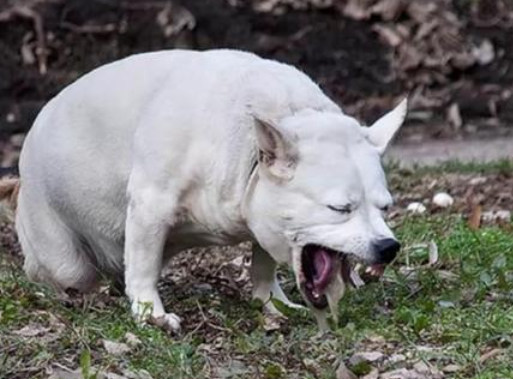给狗狗催吐办法