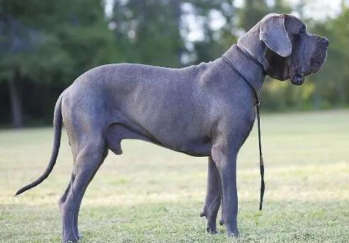 大丹犬吃什么?怎样喂养大丹犬 大丹犬吃什么?怎样喂养大丹犬