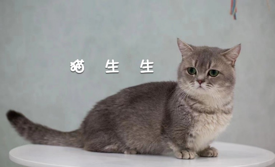 北京最正规的猫舍 北京最正规的猫舍
