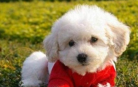 泰迪犬和比熊犬,各自有哪些相同点和区别? 泰迪犬和比熊犬,各自有哪些相同点和区别?