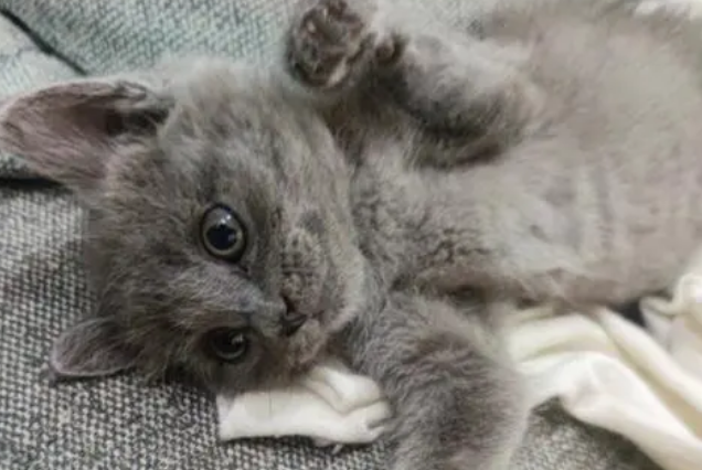 蓝猫多久粘人正常 蓝猫多久粘人正常