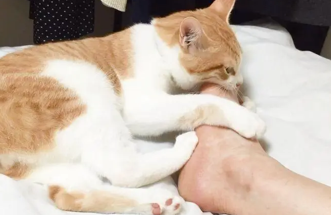 为什么猫咪总爱啃你脚
