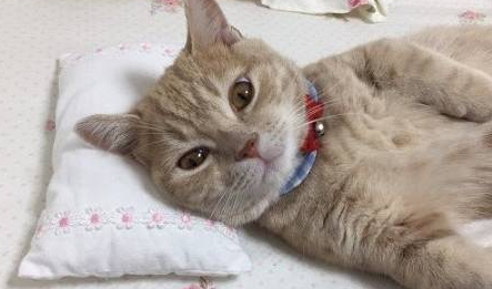 网友一直觉得自己养的是猫,直到它做了这些动作,这莫不是猪…… 网友一直觉得自己养的是猫,直到它做了这些动作,这莫不是猪……