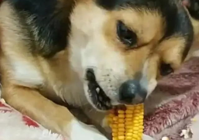 狗狗可以吃玉米吗熟的玉米