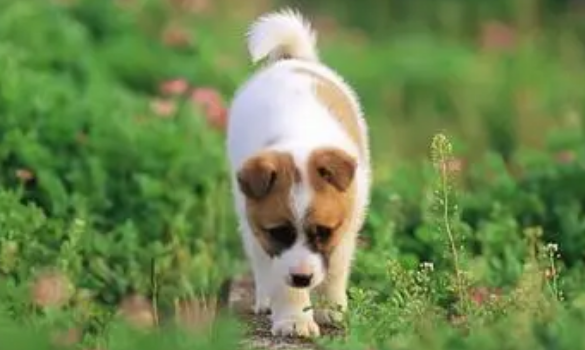 秋季狗狗必须怎样身心健康医护?应该怎么护理? 秋季狗狗必须怎样身心健康医护?应该怎么护理?