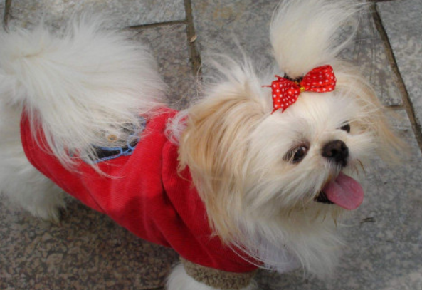 如何区分马尔济斯和西施犬？有哪些不一样？