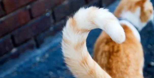 猫咪的尾巴为什么盘着不动
