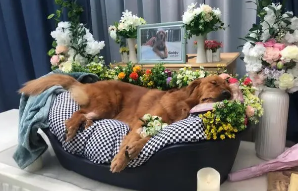 城市宠物死后都是咋处理 城市宠物死后都是咋处理