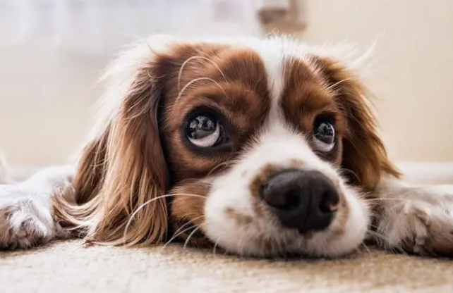 饲养攻略:狗狗耳螨是怎么导致的? 饲养攻略:狗狗耳螨是怎么导致的?