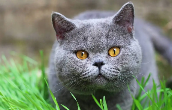猫咪为什么喜欢抬头看东西