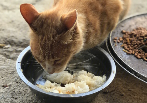 农村喂小土猫吃什么？来看看吧