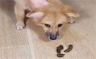 为什么母狗吃小狗的狗屎