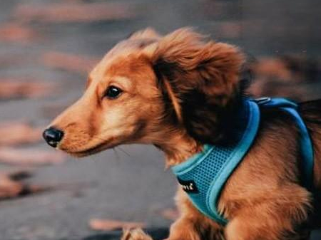 蝴蝶犬杂交幼犬的特征
