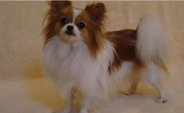 蝴蝶犬多大成年后多大 蝴蝶犬多大成年后多大