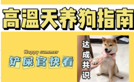 高温天养狗指南！解锁夏日养狗的正确姿势