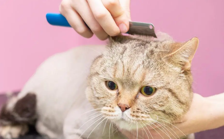 猫咪美容美甲前应该准备什么?怎么给猫咪做护理保健? 猫咪美容美甲前应该准备什么?怎么给猫咪做护理保健?
