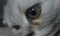 猫打喷嚏流眼泪有眼屎怎么回事