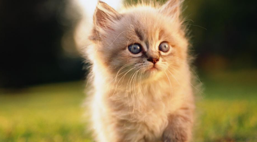猫咪消化不良怎么办?猫咪消化特点和常见喂养误区! 猫咪消化不良怎么办?猫咪消化特点和常见喂养误区!