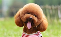 泰迪犬牙结石怎么去除?有哪些好方法?