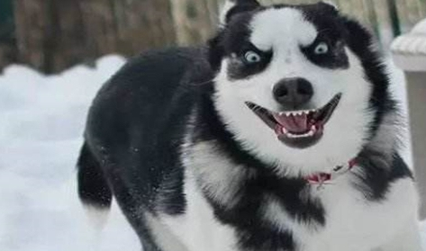 为何警员不训练“哈士奇”当警犬呢？看过这五个缘故我笑了！