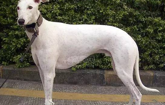 意大利小灵缇犬多少钱一只