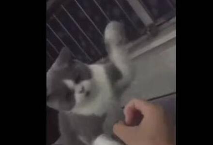 主人握拳玩弄喵咪,喵咪使出喵喵拳,主人差点求饶! 主人握拳玩弄喵咪,喵咪使出喵喵拳,主人差点求饶!