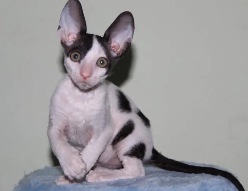 教会柯尼斯卷毛猫与其他动物相处,猫猫训练!