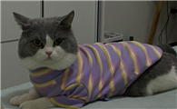 宠物猫的衣服怎么做