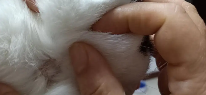猫咪身上皮下肿块摸着有个小包 猫咪身上皮下肿块摸着有个小包