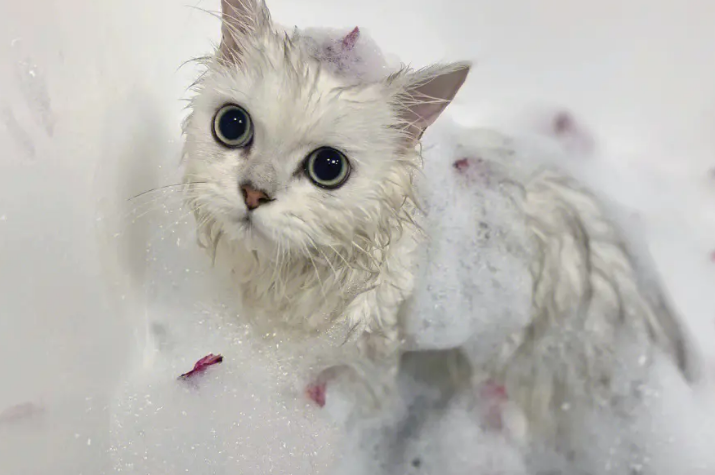 宠物店给猫洗澡要多久