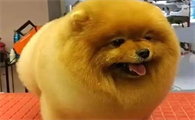 三个月的狗狗掉毛有很多,是缺乏营养吗?