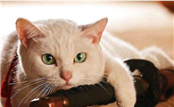 如何训练猫咪摆优美姿式?猫咪技巧训练!