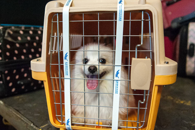 靠谱什么宠物托运