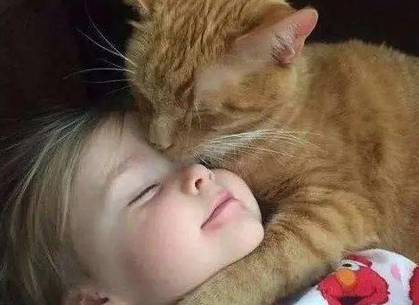 家里养宠物猫会对婴儿有什么影响 家里养宠物猫会对婴儿有什么影响