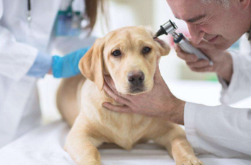 犬耳螨用什药好，狗有耳螨用什药，医治狗狗满虫的药