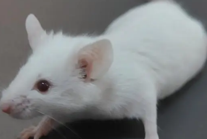 balb/c小鼠多少钱一只-宠物网