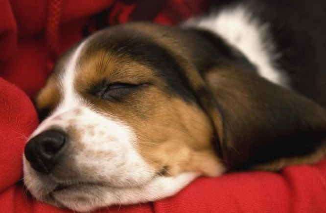 比格犬老掉毛怎么办?狗狗掉毛怎么解决来看看吧 比格犬老掉毛怎么办?狗狗掉毛怎么解决来看看吧