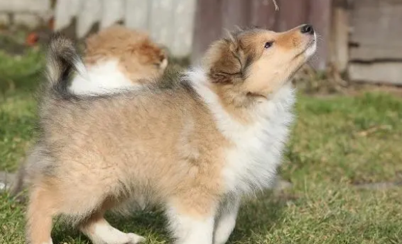 苏格兰牧羊犬抽动，气喘有杂声，实际上可能是这些原因！