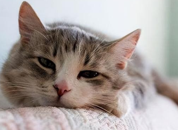 猫咪老是叫唤是什么原因啊