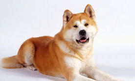 如何给秋田犬的口腔护理? 如何给秋田犬的口腔护理?