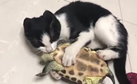 猫吃乌龟吗？