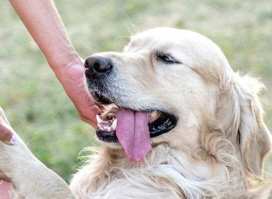 金毛犬做这几件事,一般全是在表述它的念头,你了解几个 金毛犬做这几件事,一般全是在表述它的念头,你了解几个