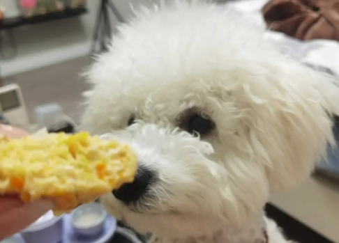 狗狗为什么会吃玉米渣