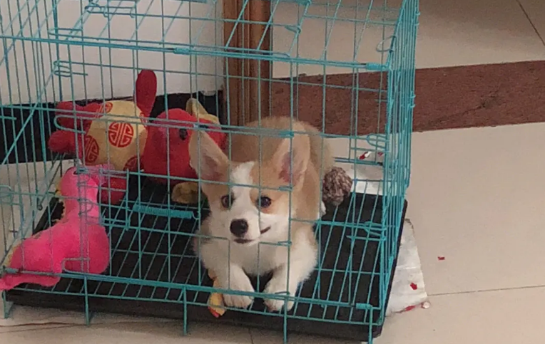 为什么狗狗坐在笼子里