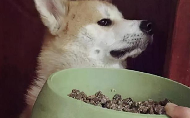 狗为啥不爱吃狗粮 狗为啥不爱吃狗粮