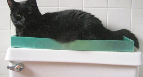 猫咪生病的体现？