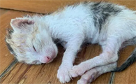 刚出生的小猫可以晒太阳吗为什么